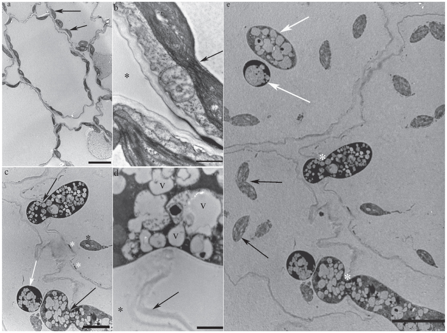 Morphological And Enzymatical Characterization Of The Infection Process Of Pythium Ultimum In Dendrobium Officinale Orchidaceae