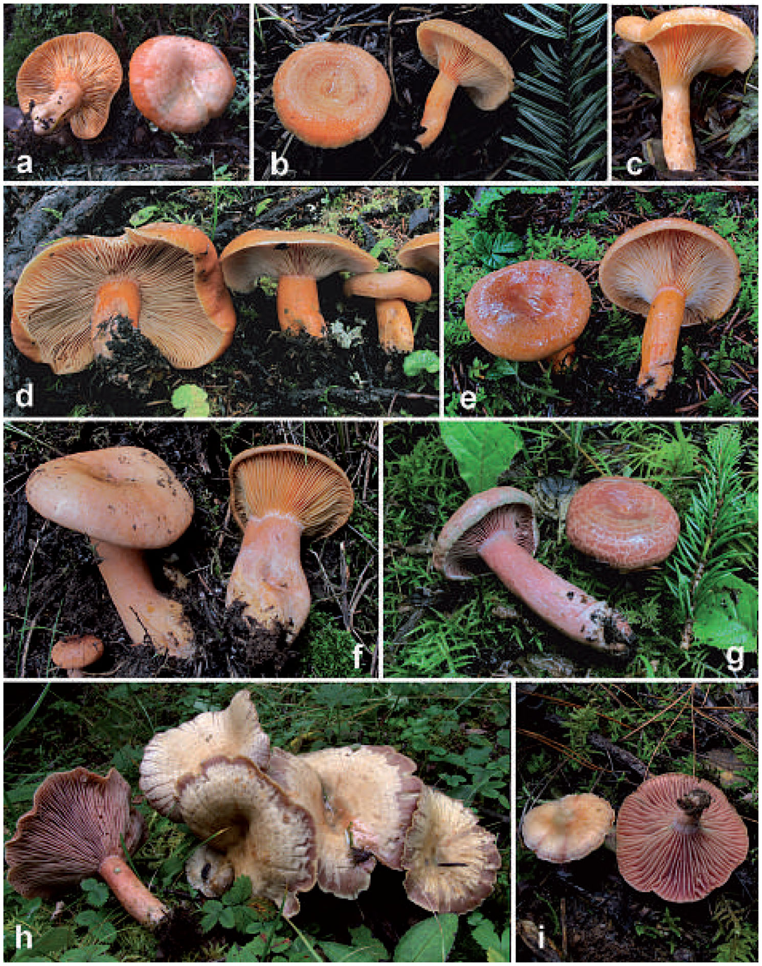 Three New Species Of Lactarius Sect Deliciosi From Subalpine Alpine Regions Of Central And Southwestern China