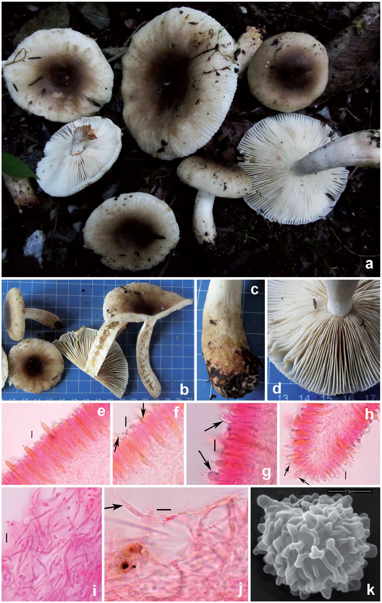 Fungal Biodiversity Profiles 31 40