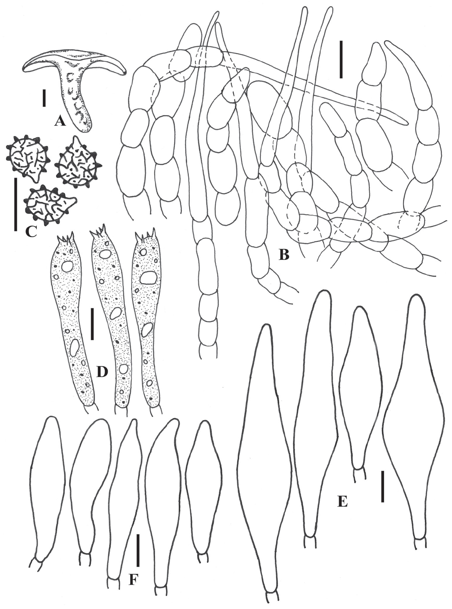 Fungal Biodiversity Profiles 31 40