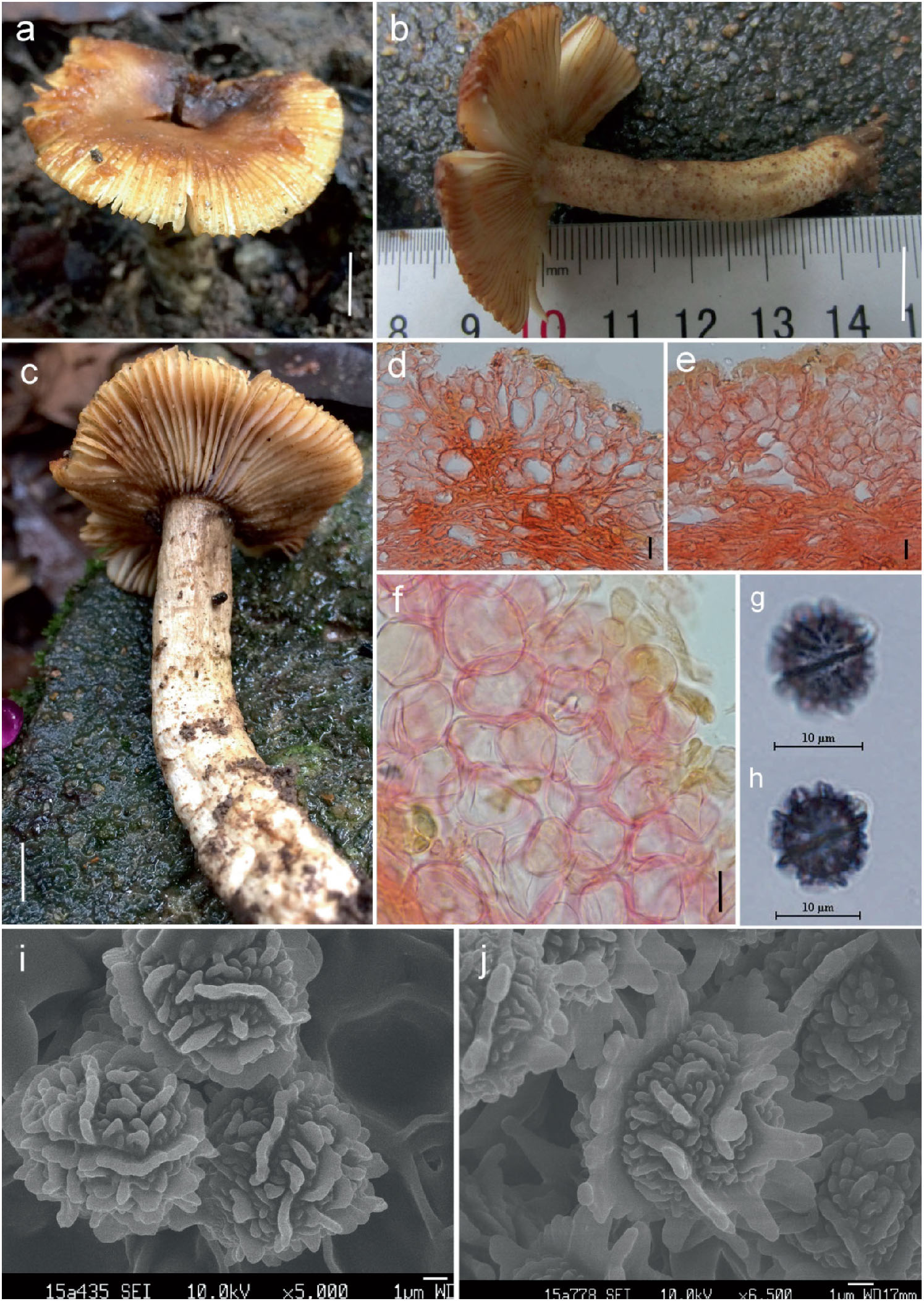 Two Novel and a Forgotten Russula Species in sect. Ingratae (Russulales ...