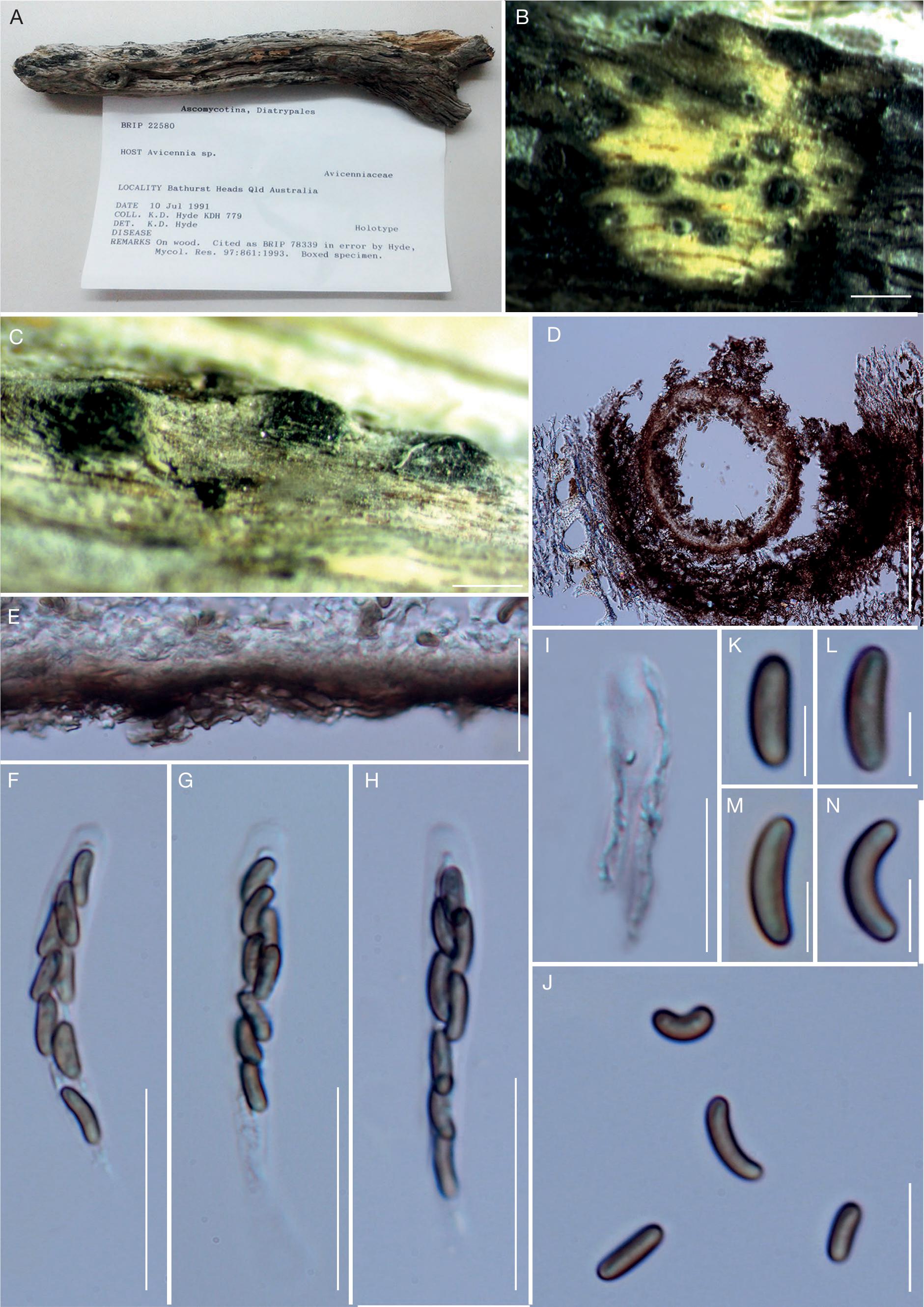 Modern Taxonomic Approaches To Identifying Diatrypaceous Fungi From Marine Habitats With A Novel Genus Halocryptovalsa Dayarathne K D Hyde Gen Nov