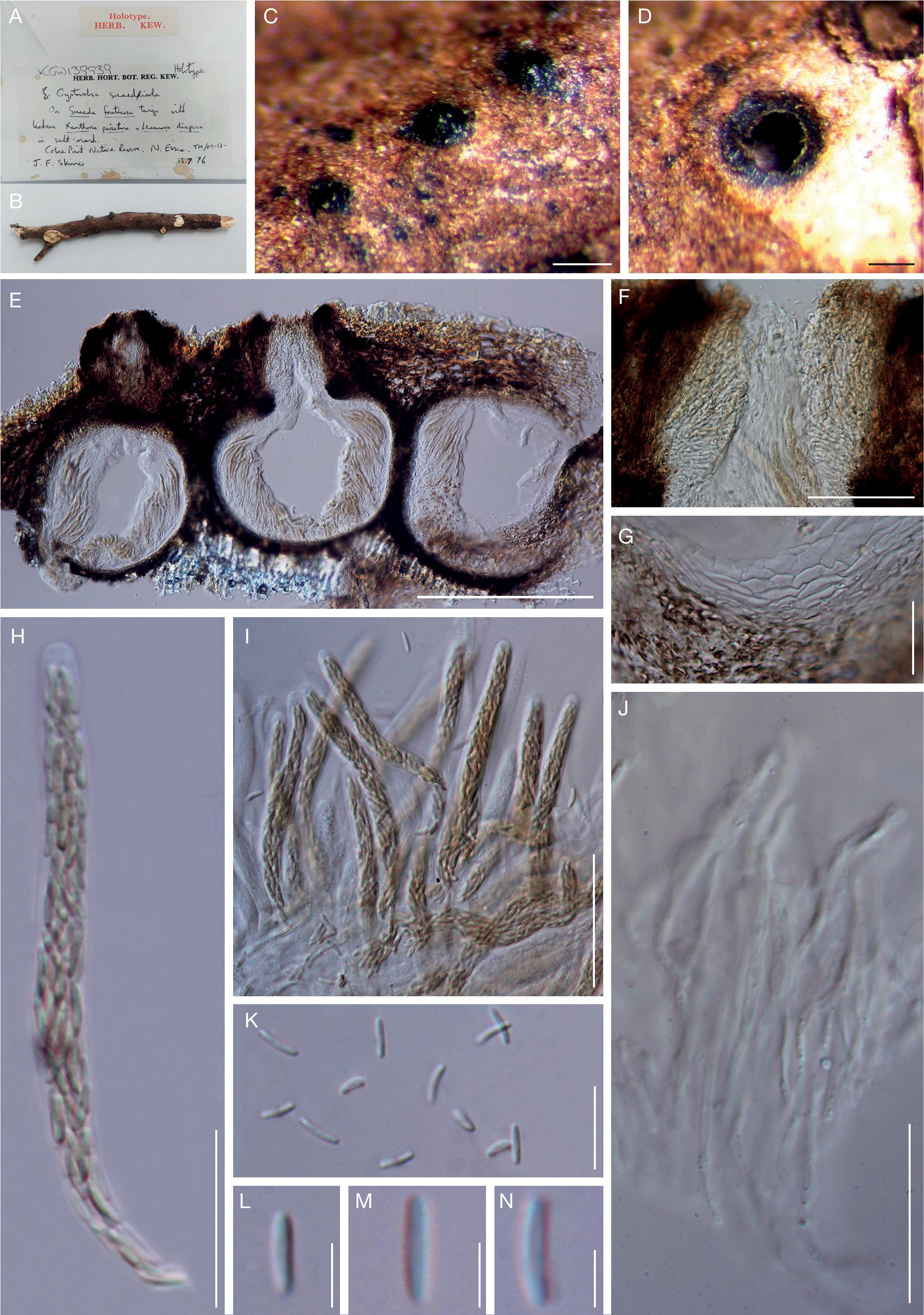 Modern Taxonomic Approaches To Identifying Diatrypaceous Fungi From Marine Habitats With A Novel Genus Halocryptovalsa Dayarathne K D Hyde Gen Nov