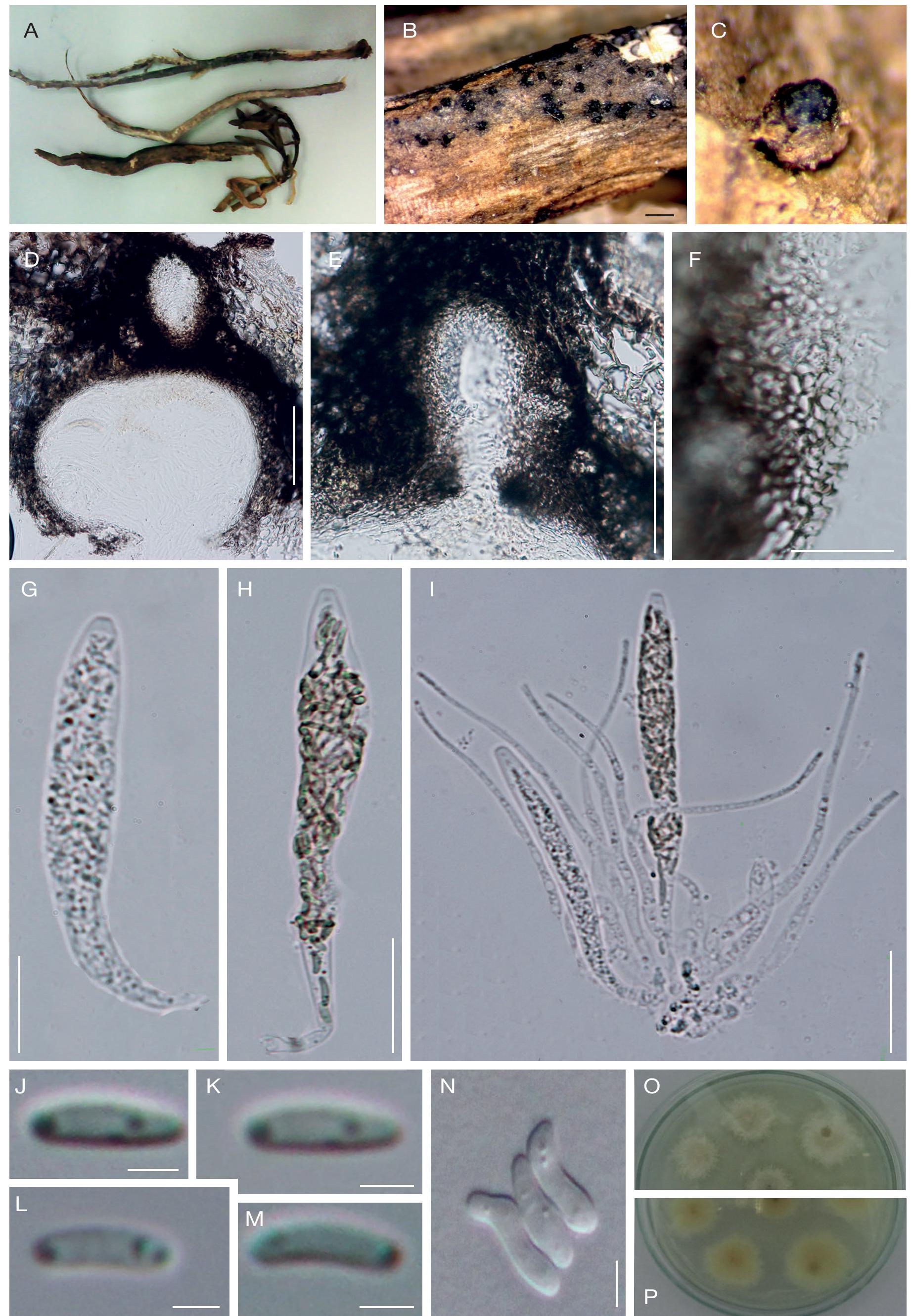 Modern Taxonomic Approaches To Identifying Diatrypaceous Fungi From Marine Habitats With A Novel Genus Halocryptovalsa Dayarathne K D Hyde Gen Nov