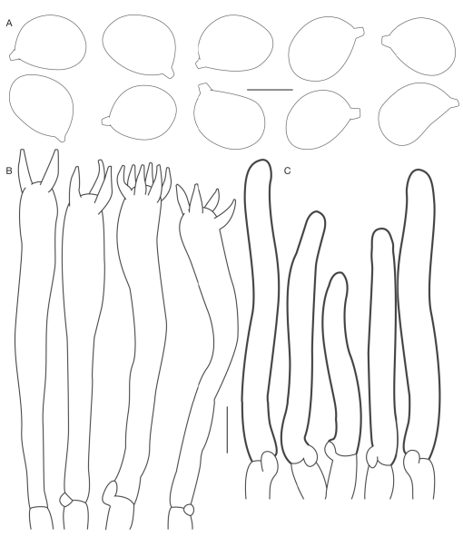 New Insights into the Taxonomy of the Genus Cantharellus in China ...