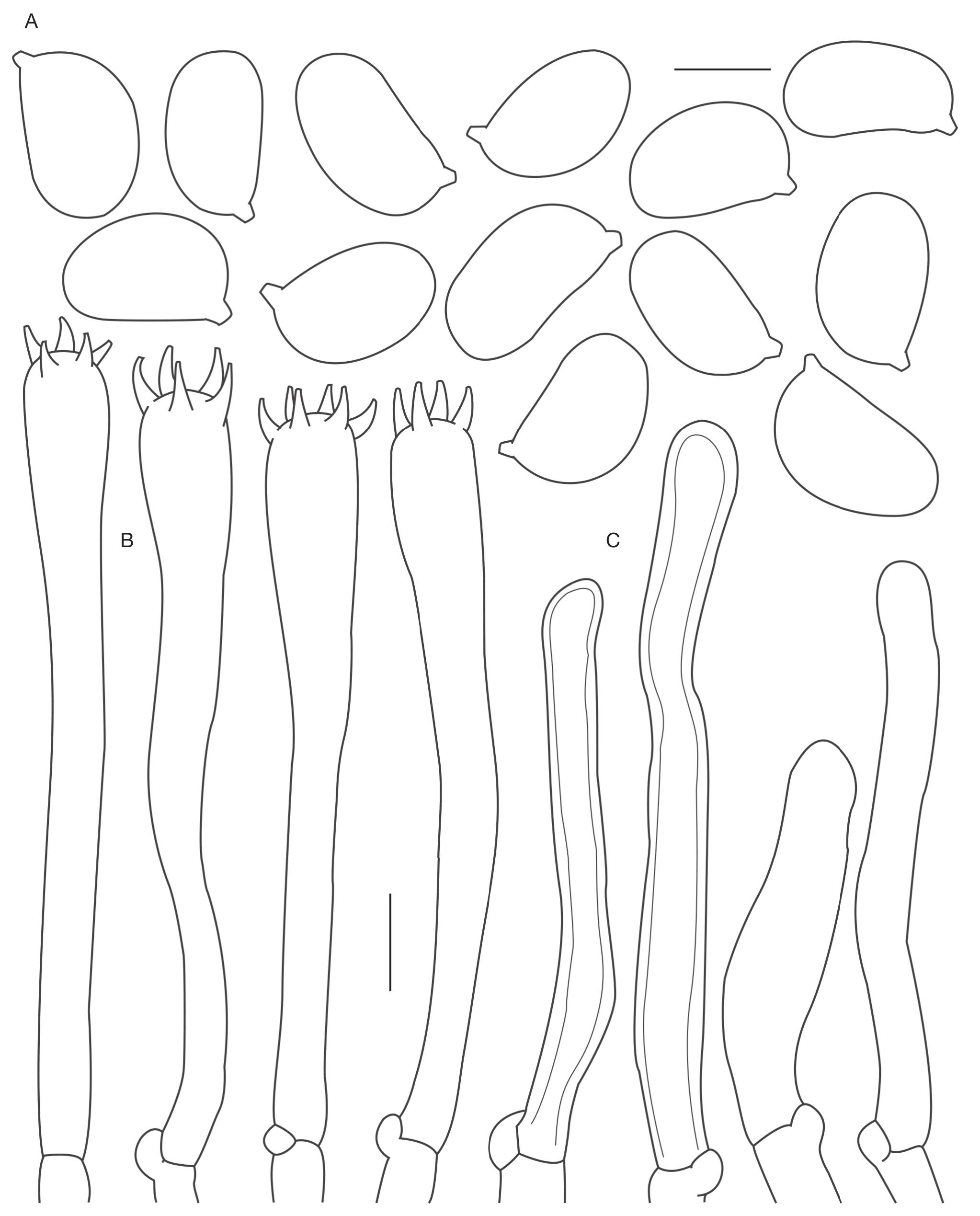 New Insights into the Taxonomy of the Genus Cantharellus in China ...