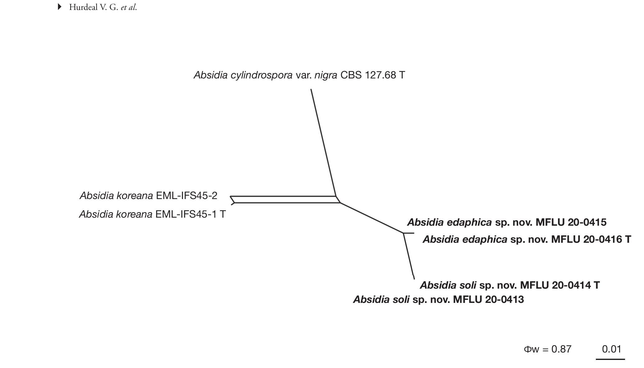 Mucoralean Fungi In Thailand Novel Species Of Absidia From Tropical Forest Soil