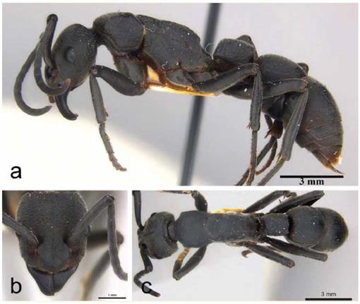 the myth of the ant queen analysis