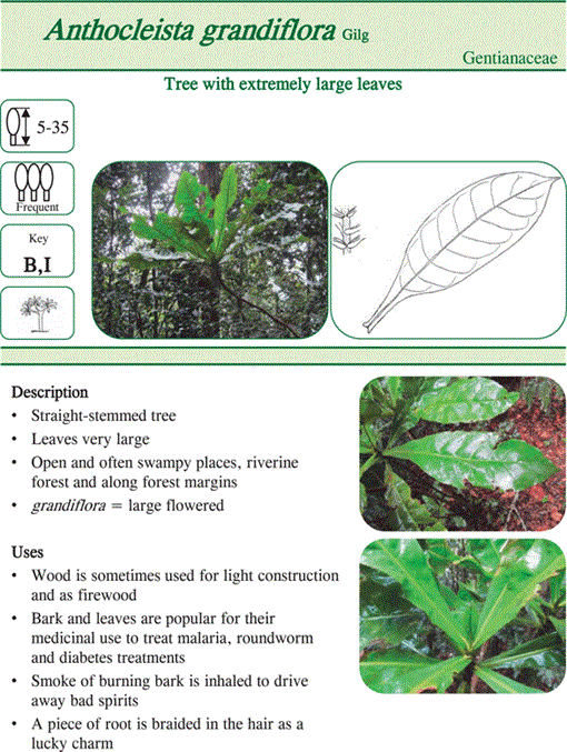 Ocotea pulchella (Nees & Mart.) Mez | Plants of the World