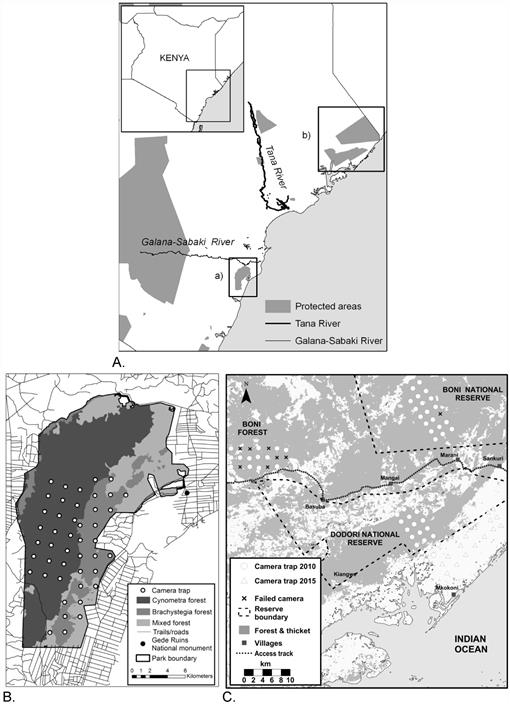 Status And Behavioural Ecology Of Sengis In The Boni Dodori - 