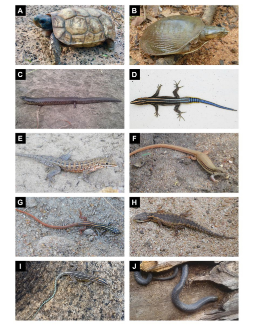 Amphibian and Reptile Diversity of Niassa Special Reserve, Northern ...