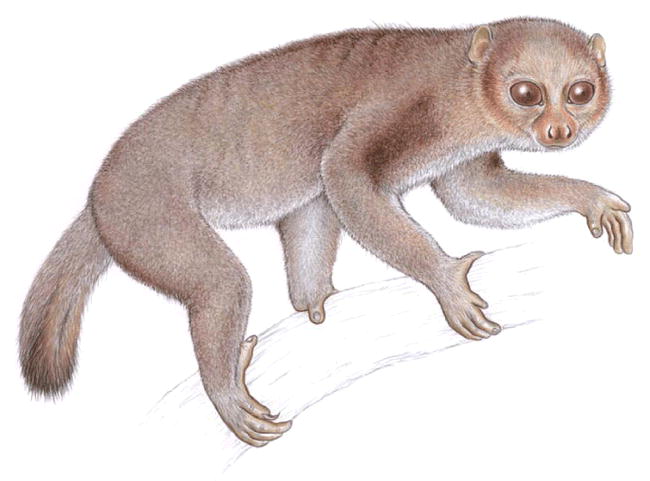 Distribution of the Potto Perodicticus potto (Primates: Lorisidae) in ...