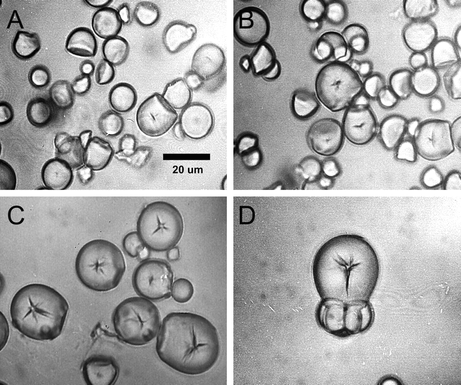 Starch Granule Size and the Domestication of Manioc (Manihot Esculenta ...