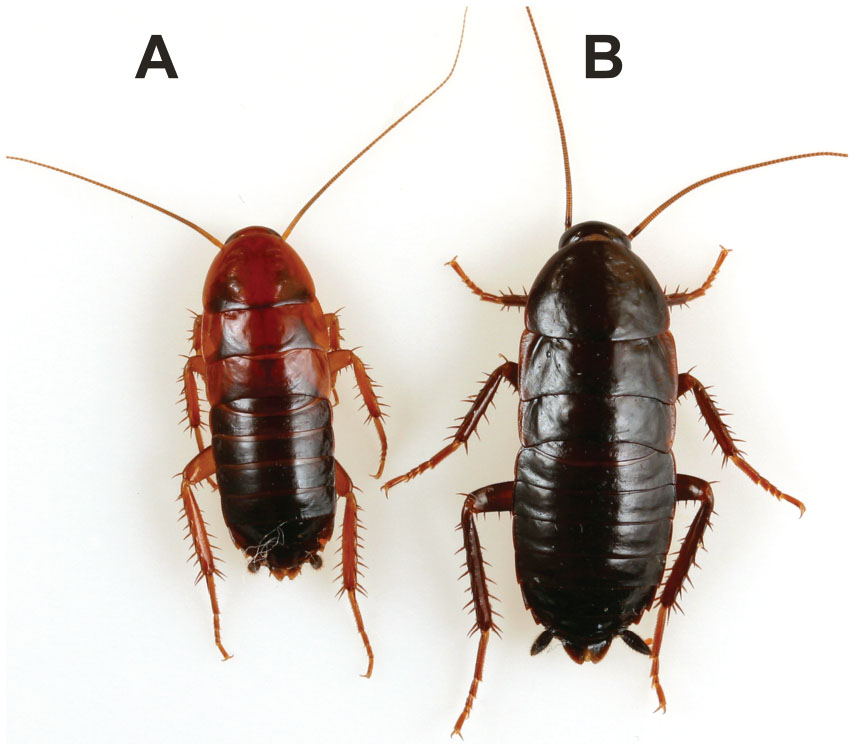 Life History And Biology Of The Invasive Turkestan Cockroach Dictyoptera Blattidae