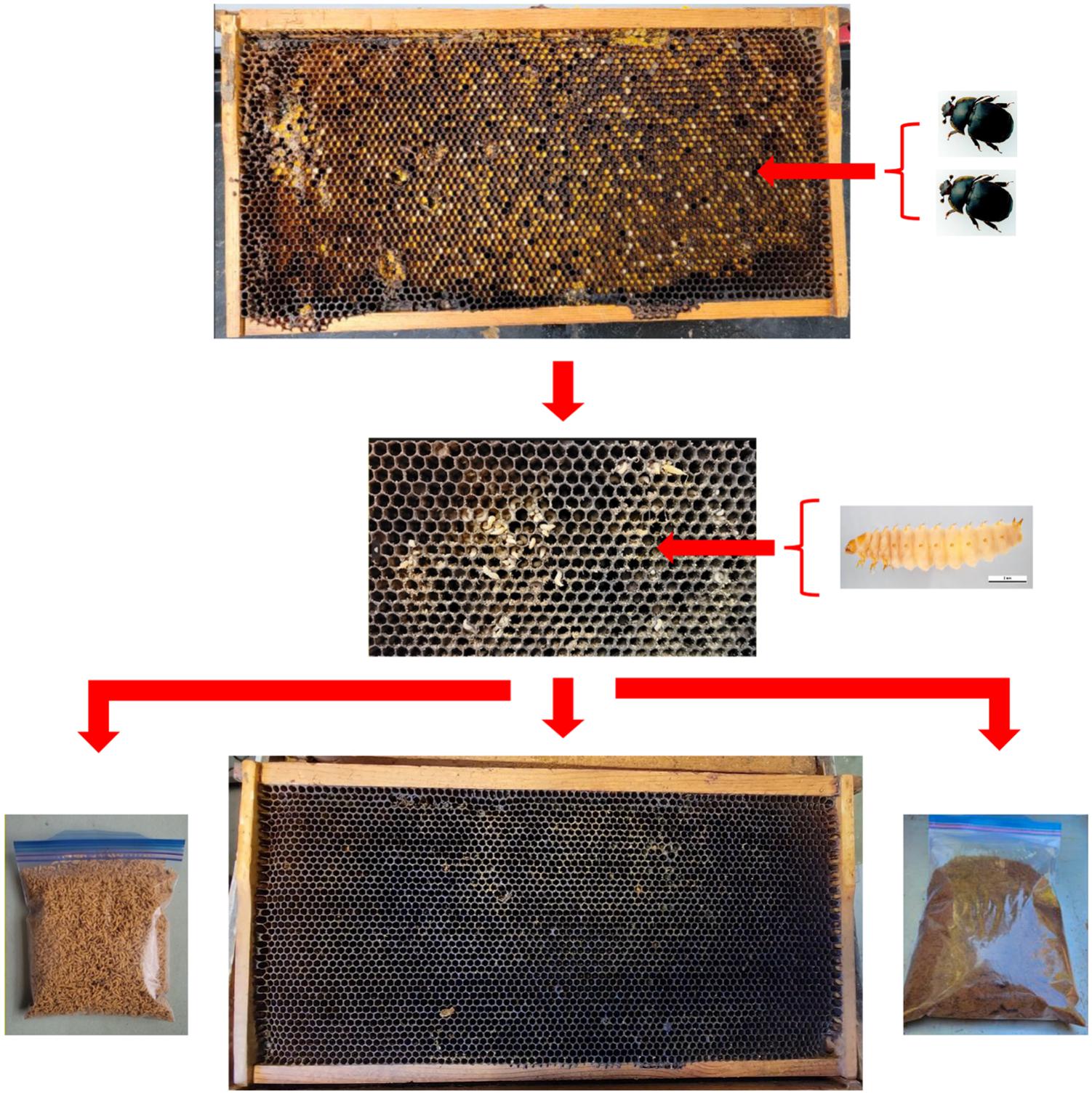 Bioconversion of honey bee colony waste by small hive beetle ...