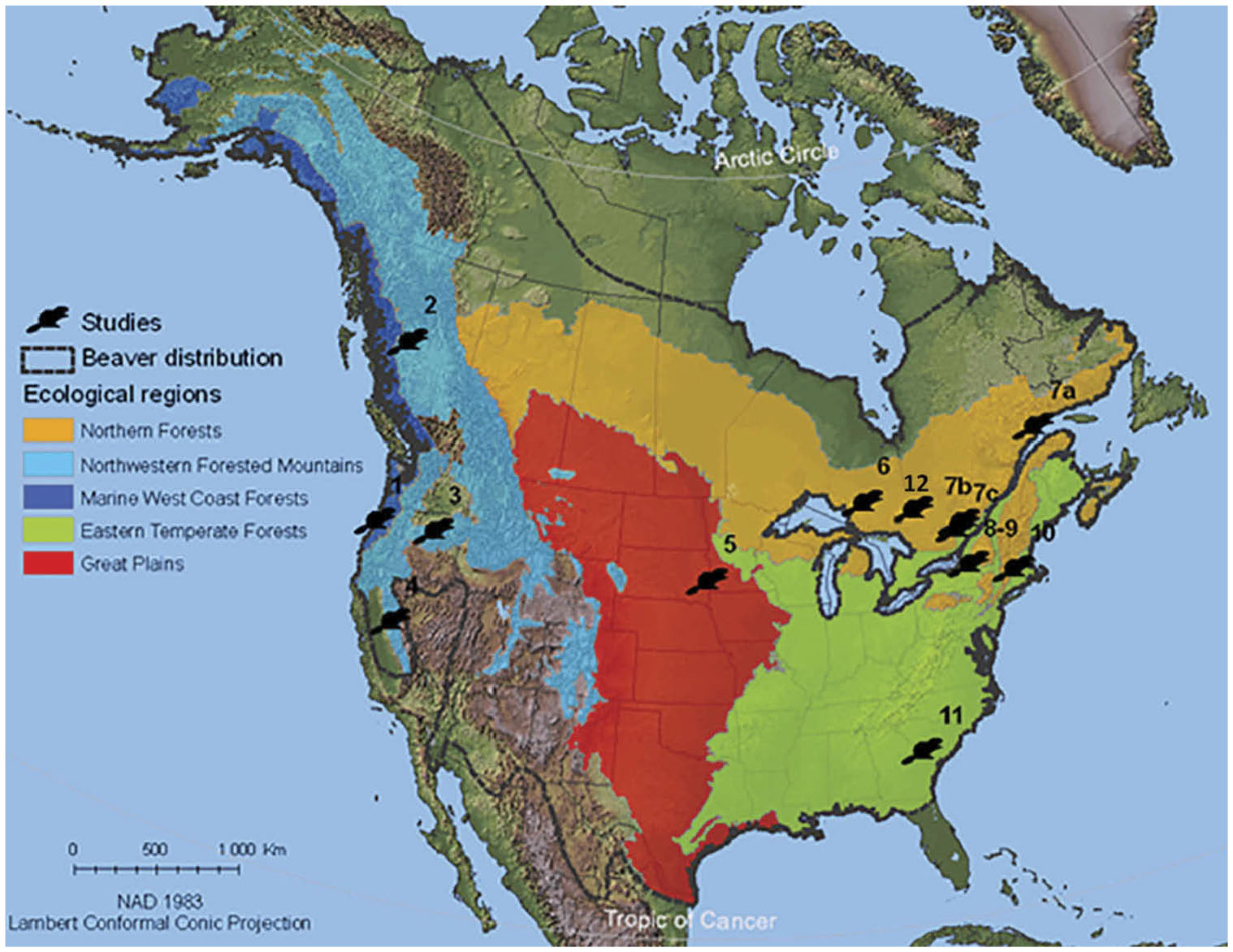 Acadia's North American Beaver: The Ultimate Keystone Species (U.S.  National Park Service)