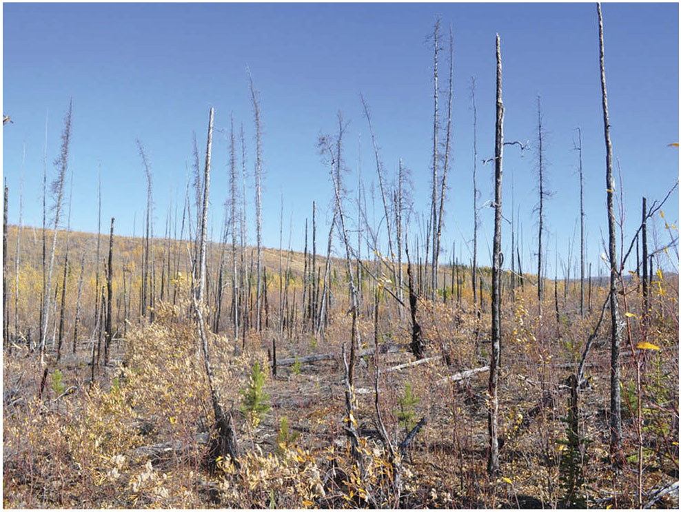 Bats In The Changing Boreal Forest Response To A Megafire By