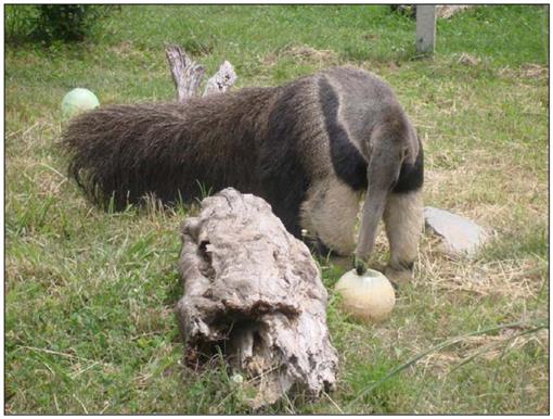 giant anteater husbandry manual