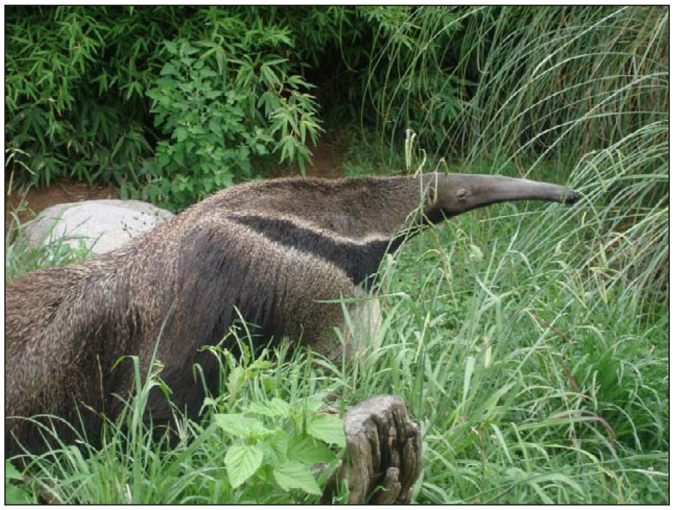 giant anteater husbandry manual