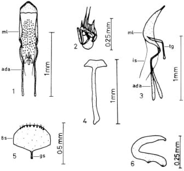 ON THE FEMALE AND MALE GENITAL STRUCTURES OF SITONA FAIRMAIREI ALLARD ...