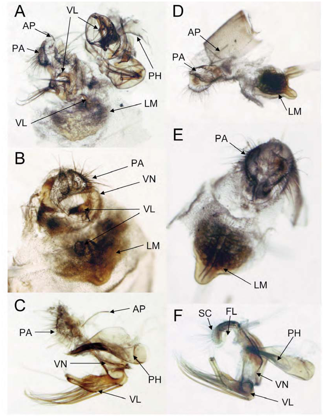 Genital Segments Of Sexual Mosaic Offspring From Wolbachia Infected Female Zizina Emelina 