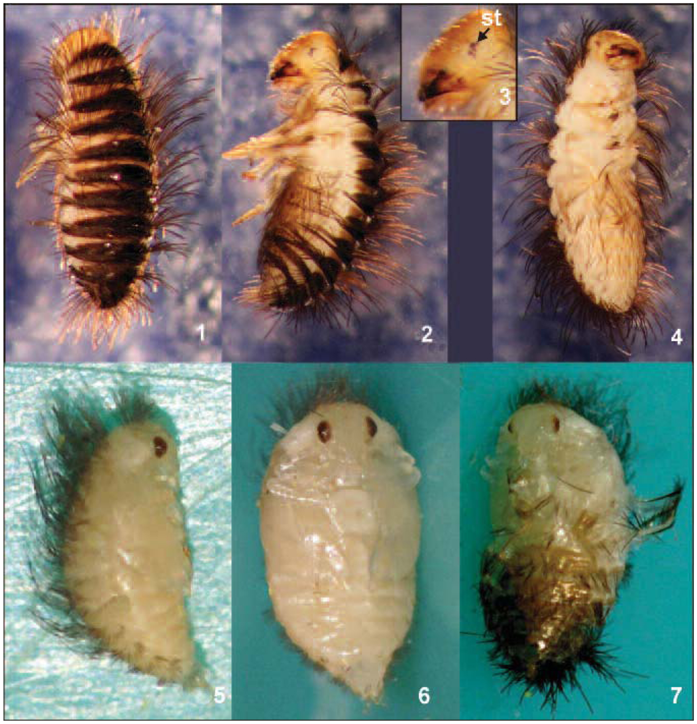 Detailed Description of Morphology of the Last Instar Larva and Pupa of ...