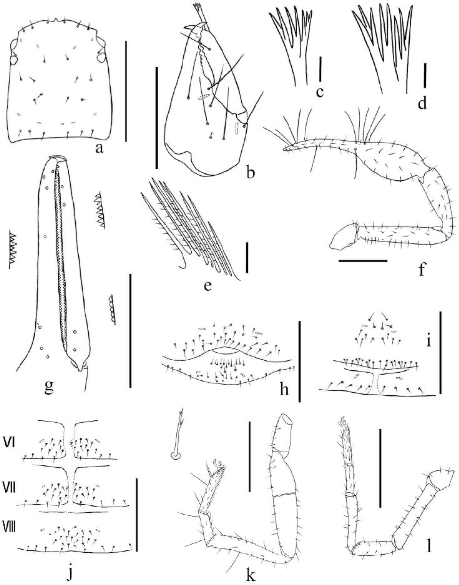 Description Of Two New Species Of Stenohya Beier 1967 Pseudoscorpiones Neobisiidae From China