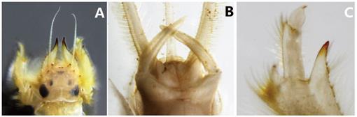 The Nymph and Key Imaginal Characters of Chinese Mayfly Chankagenesia ...