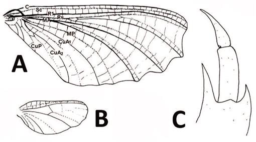 The Nymph and Key Imaginal Characters of Chinese Mayfly Chankagenesia ...
