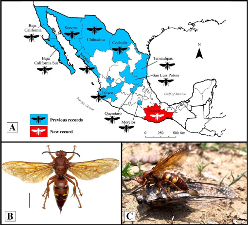 cicada killer - Sphecius hogardii (Latreille)