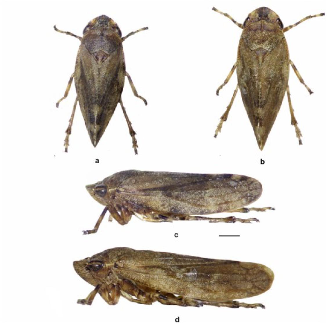 A New Species Of The Genus Aphrophora Germar Hemiptera Auchenorrhyncha Aphrophoridae From Turkey