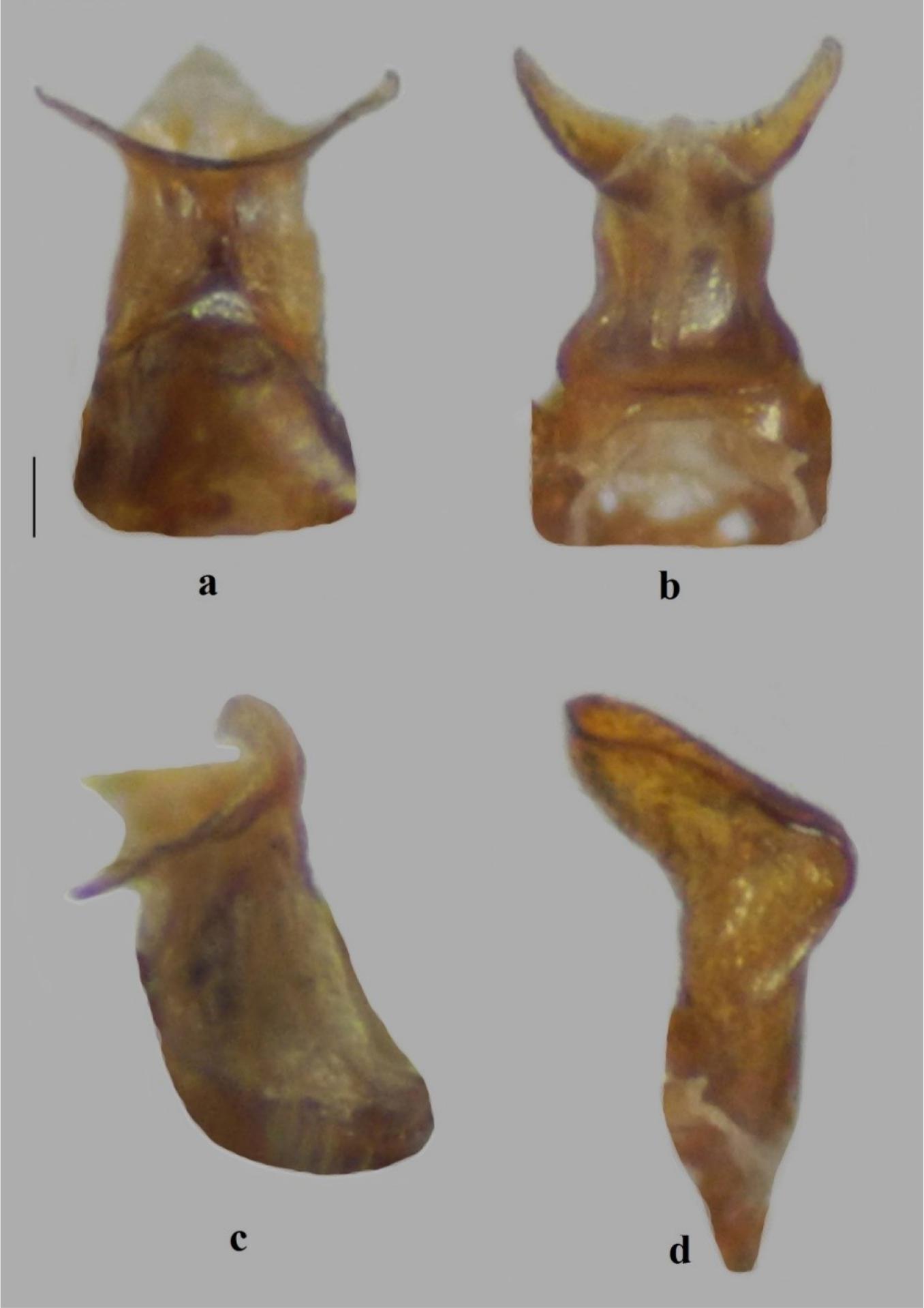 A New Species Of The Genus Aphrophora Germar Hemiptera Auchenorrhyncha Aphrophoridae From Turkey