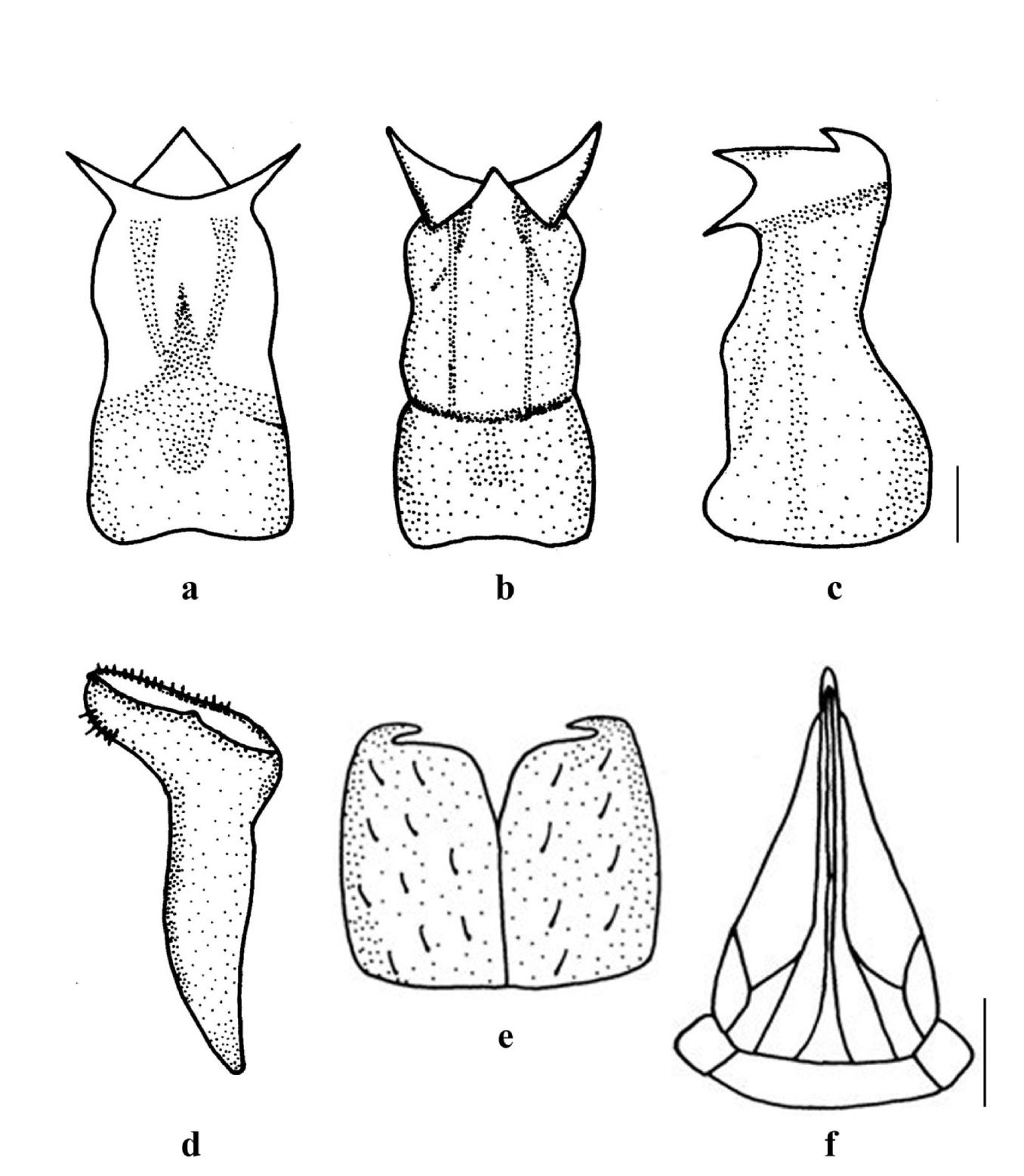 A New Species Of The Genus Aphrophora Germar Hemiptera Auchenorrhyncha Aphrophoridae From Turkey