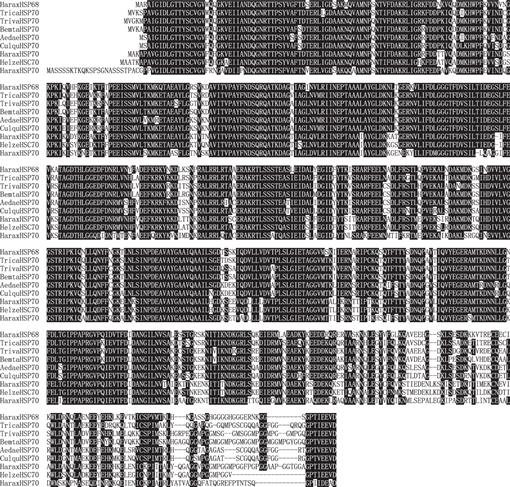 Cloning Three Harmonia Axyridis Coleoptera Coccinellidae Heat Shock Protein 70 Family Genes Regulatory Function Related To Heat And Starvation Stress