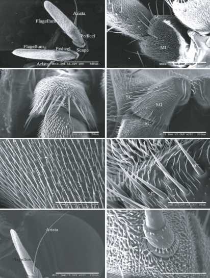 Morphological Characterization And Distribution Of Antennal Sensilla Of Six Fruit Flies Diptera