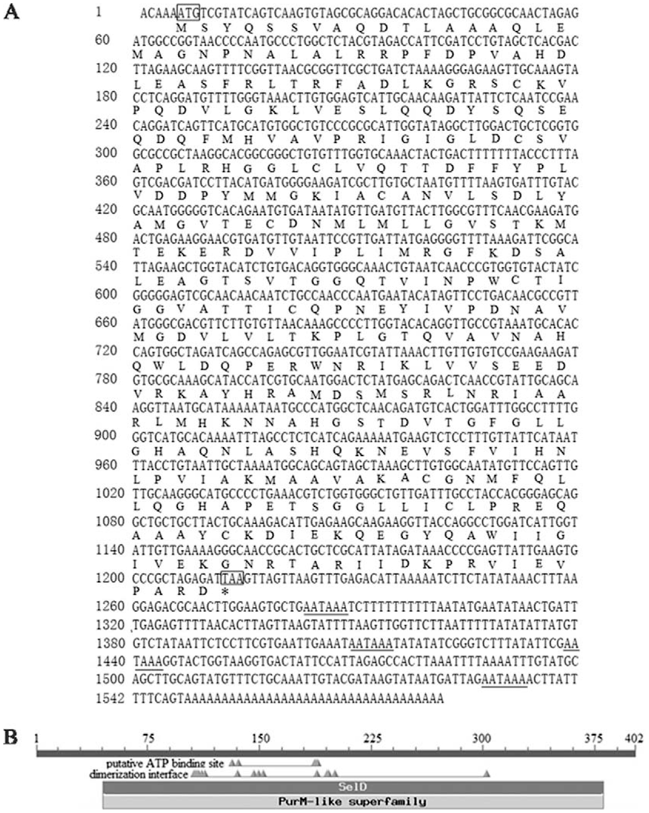 Molecular Cloning Expression Pattern And Phylogenetic - 