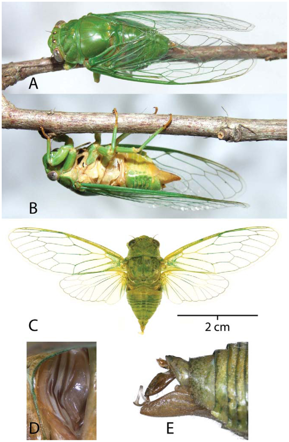 The Song Morphology Habitat And Distribution Of The Elusive North American Cicada Okanagana Viridis Auchenorrhyncha Cicadidae