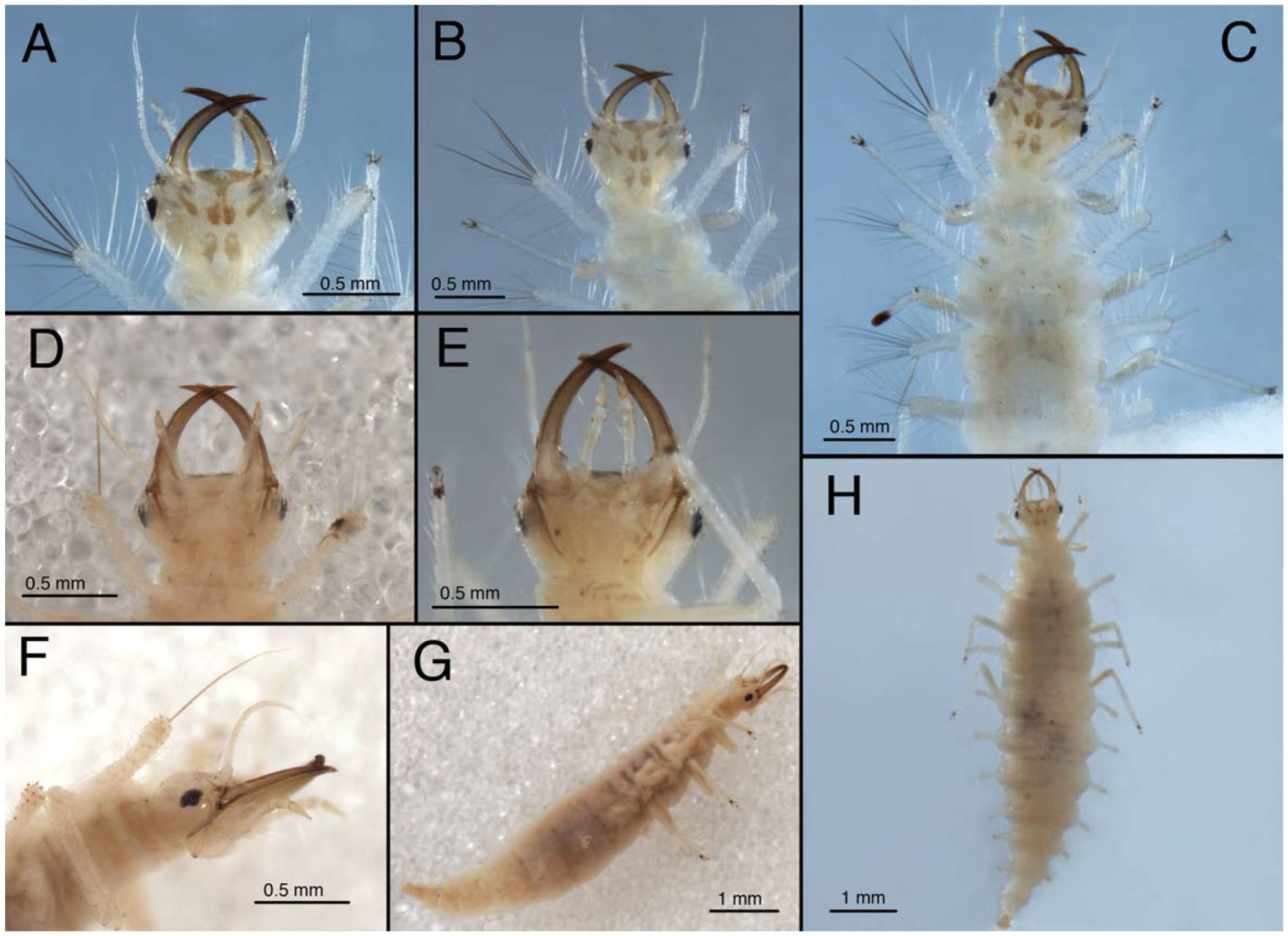 An Unusual Chrysopid Larva: Identification, Description, and Taxonomic ...