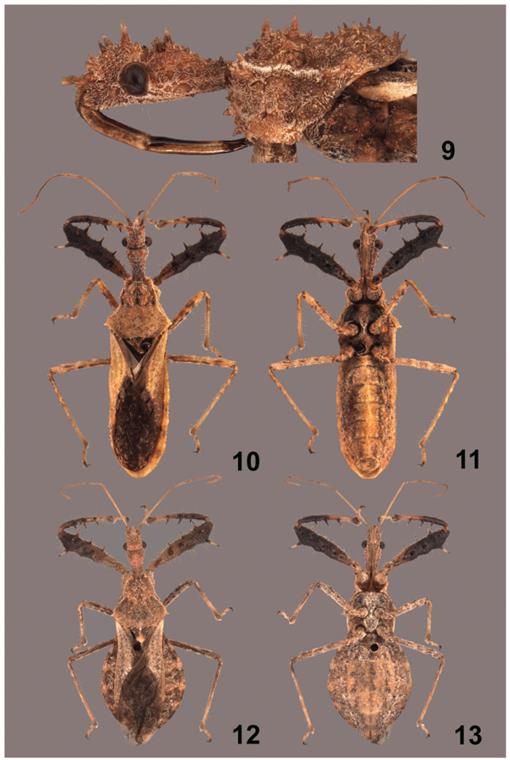 https://bioone.org/ContentImages/Journals/esaa/108/1/sau003/graphic/WebImages/f09_70.jpg