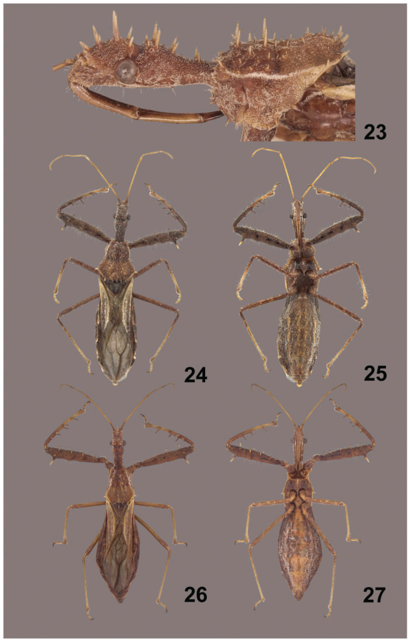 Kissing Bug? [MD] : r/bugidentification