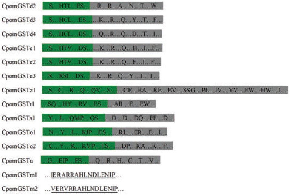 Identification And Characterization Of Glutathione S Transferase Genes In The Antennae Of Codling Moth Lepidoptera Tortricidae