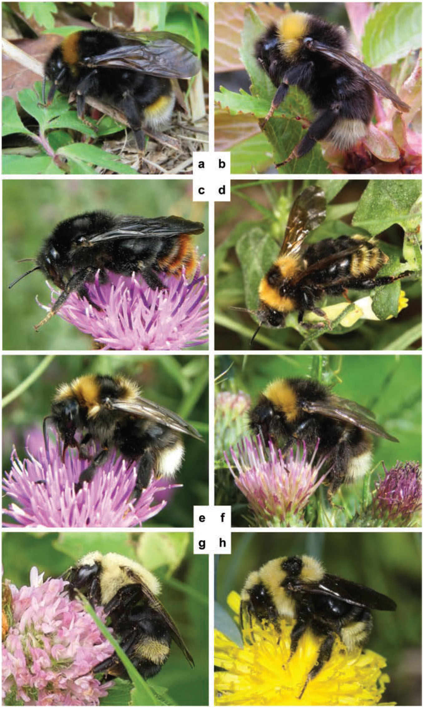 Cuckoo Combo: Re-Classification Makes Bombus flavidus World's Most  Widespread Bumble Bee