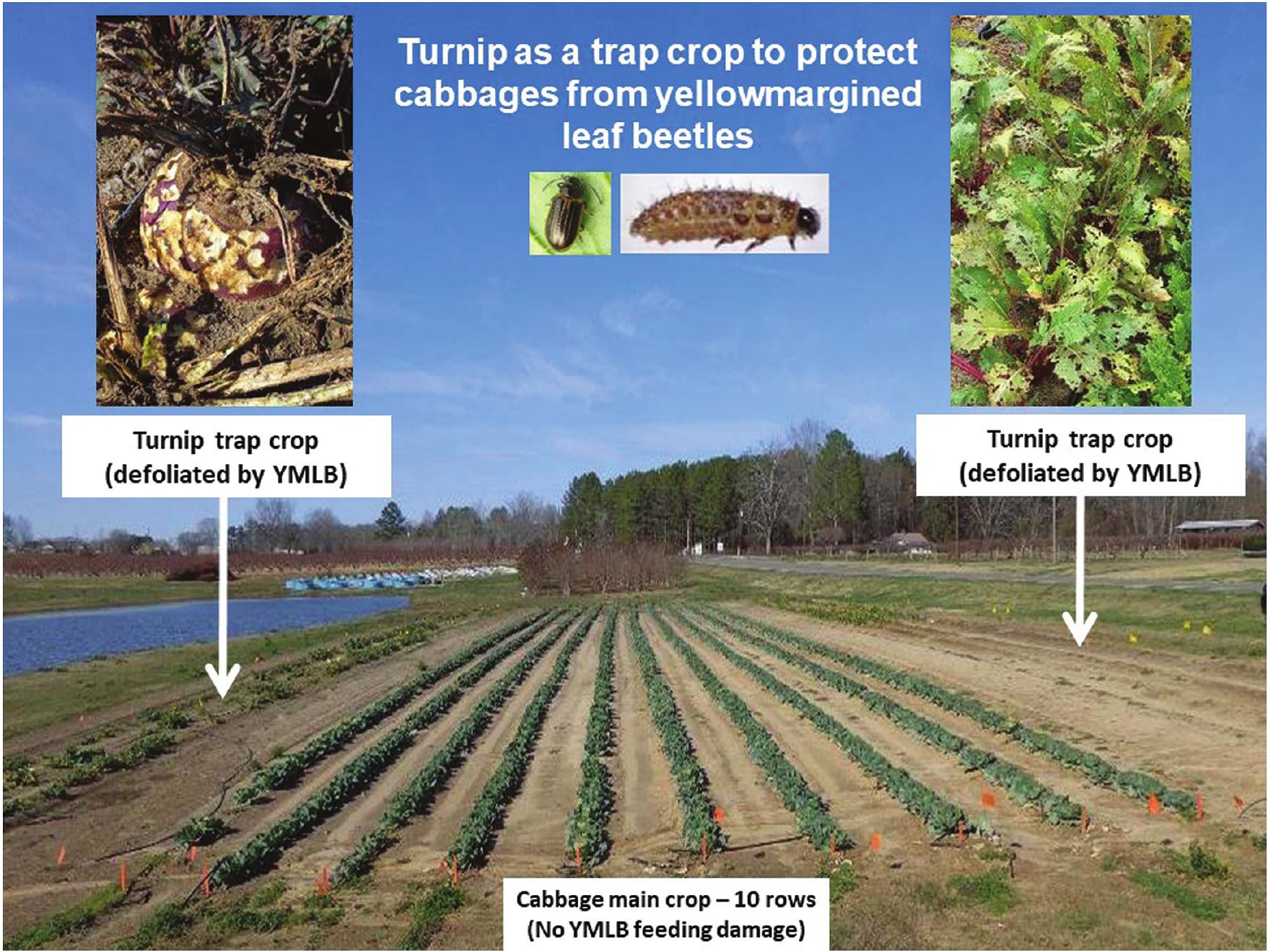 Trap Crops to Control Pests