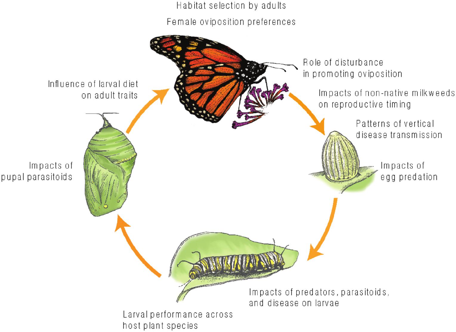 Monarch Butterfly Insect Facts  Danaus plexippus - A-Z Animals