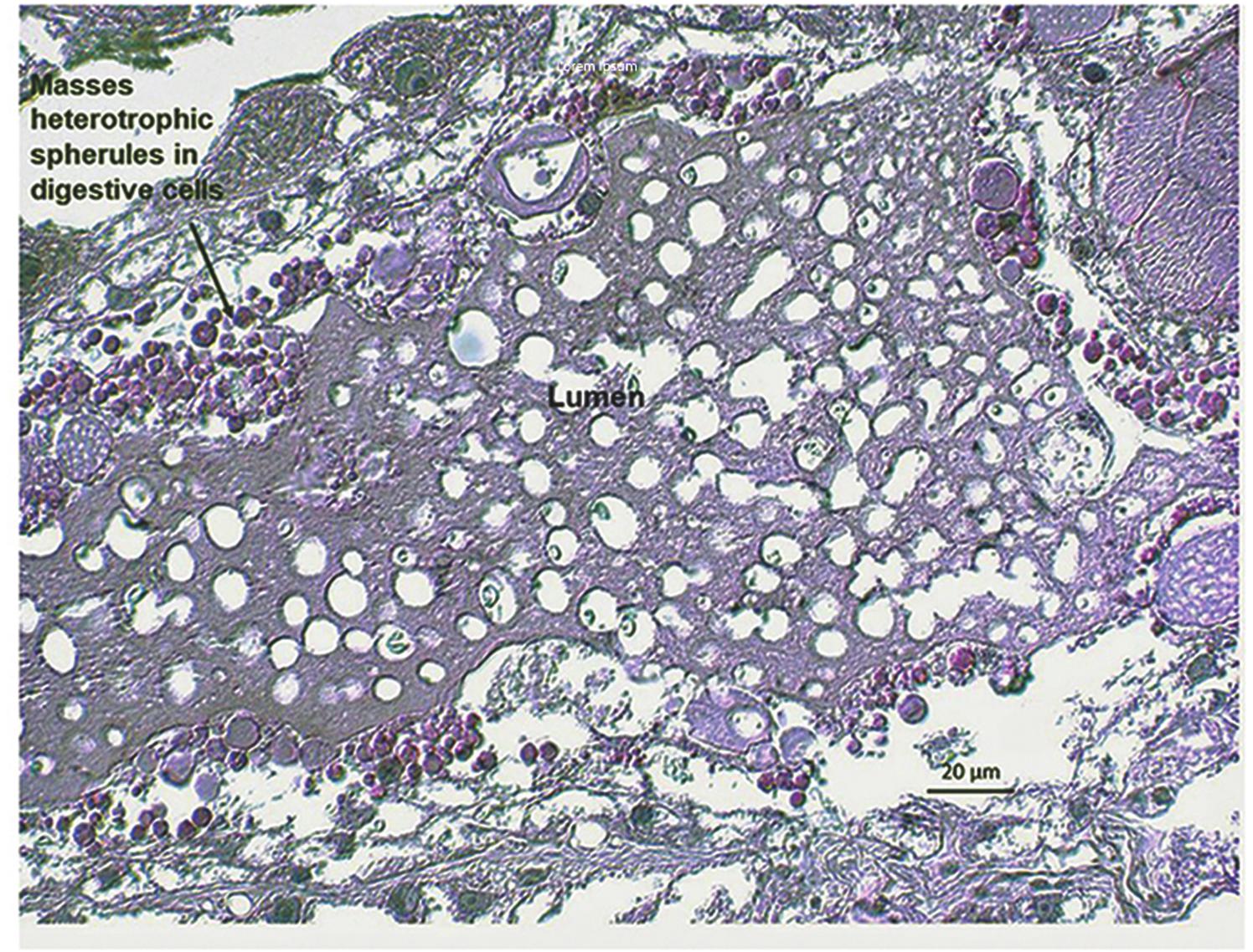 Histological Atlas of the Internal Anatomy of Female Varroa destructor ...