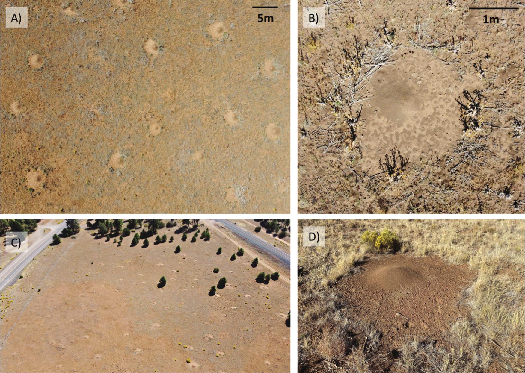 From Pests to Keystone Species: Ecosystem Influences and Human