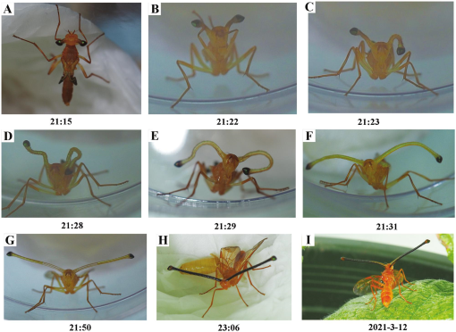 It's getting hotter, so spiders are emerging. Should I be alarmed? -  Institute for Molecular Bioscience - University of Queensland