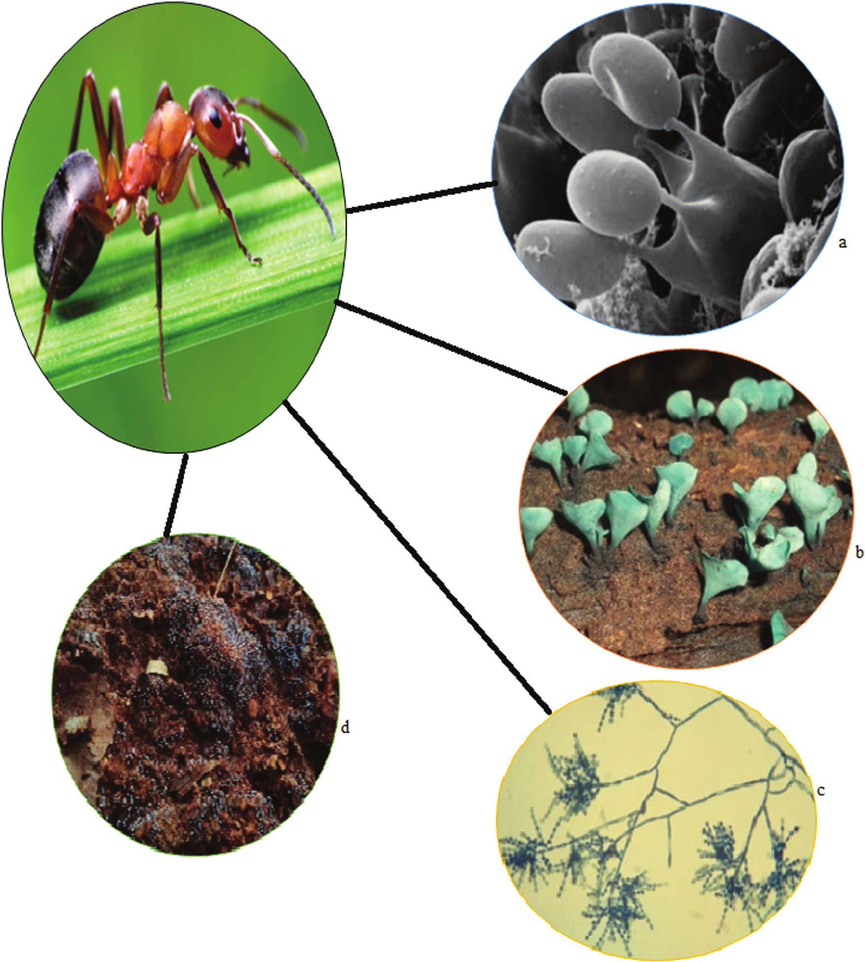 PDF) Mutualistic interactions between ants and fungi: A review