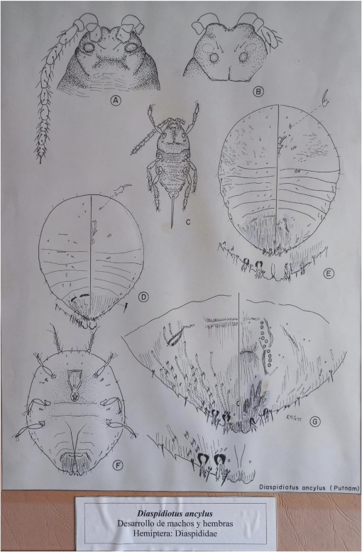 Identity of the native South American armored scale insect species ...