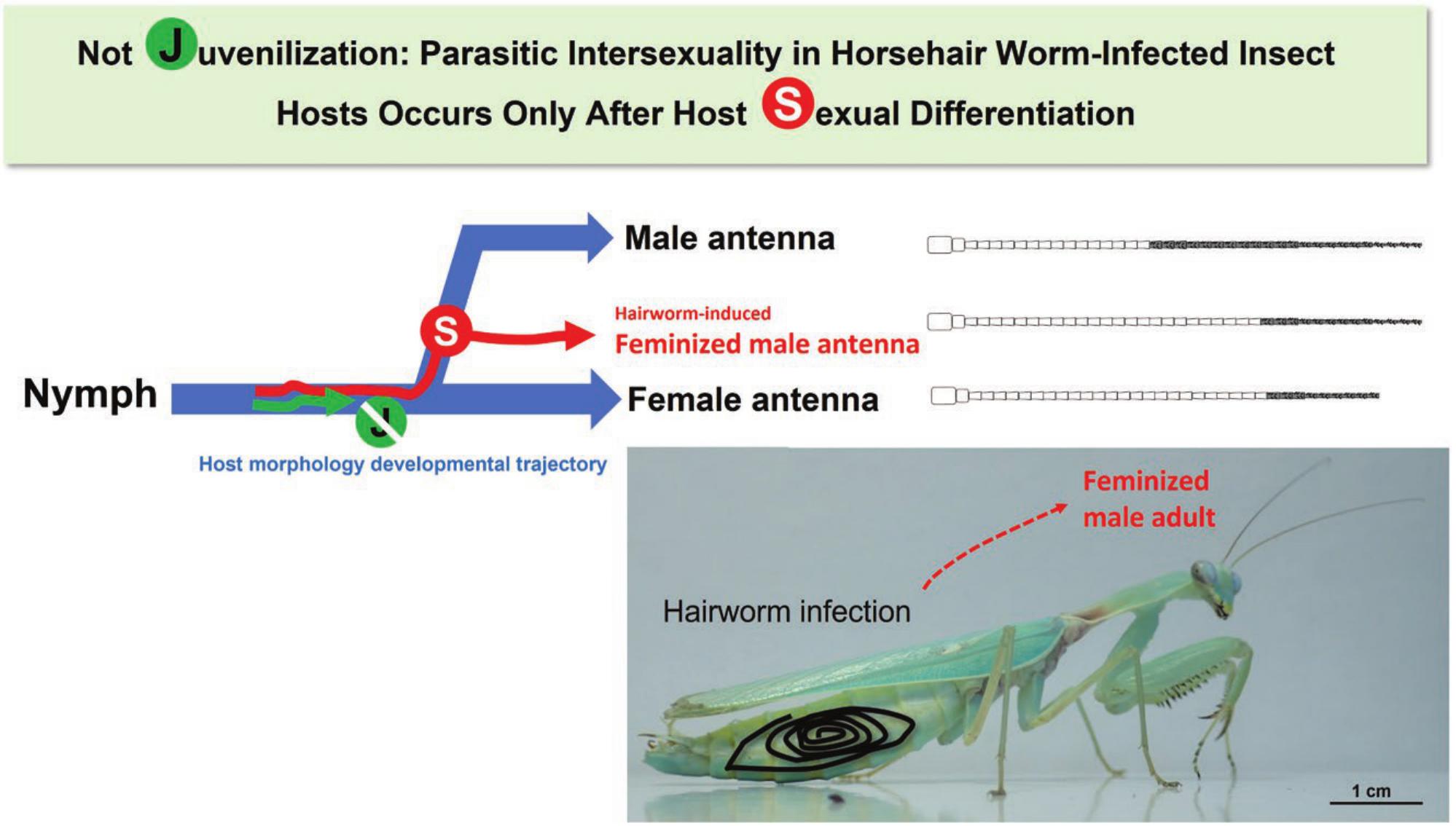 Not juvenilization: parasitic intersexuality in horsehair worm-infected ...